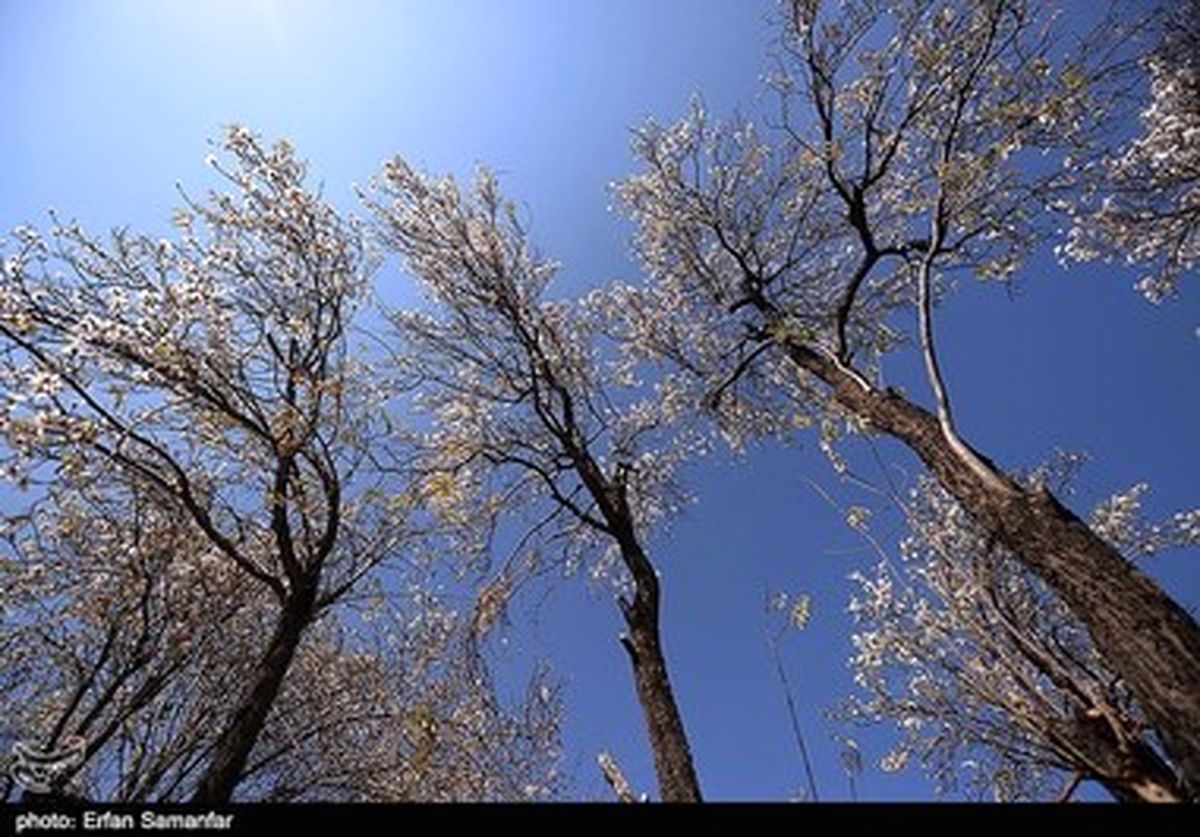 دیدن این شکوفه‌های زیبای زمستانی را از دست ندهید /گزارش تصویری