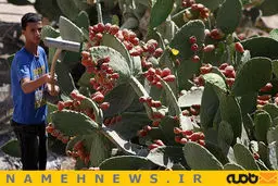 برداشت گلابی خاردار/ عکس