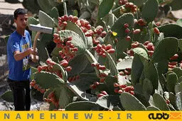 برداشت گلابی خاردار/ عکس