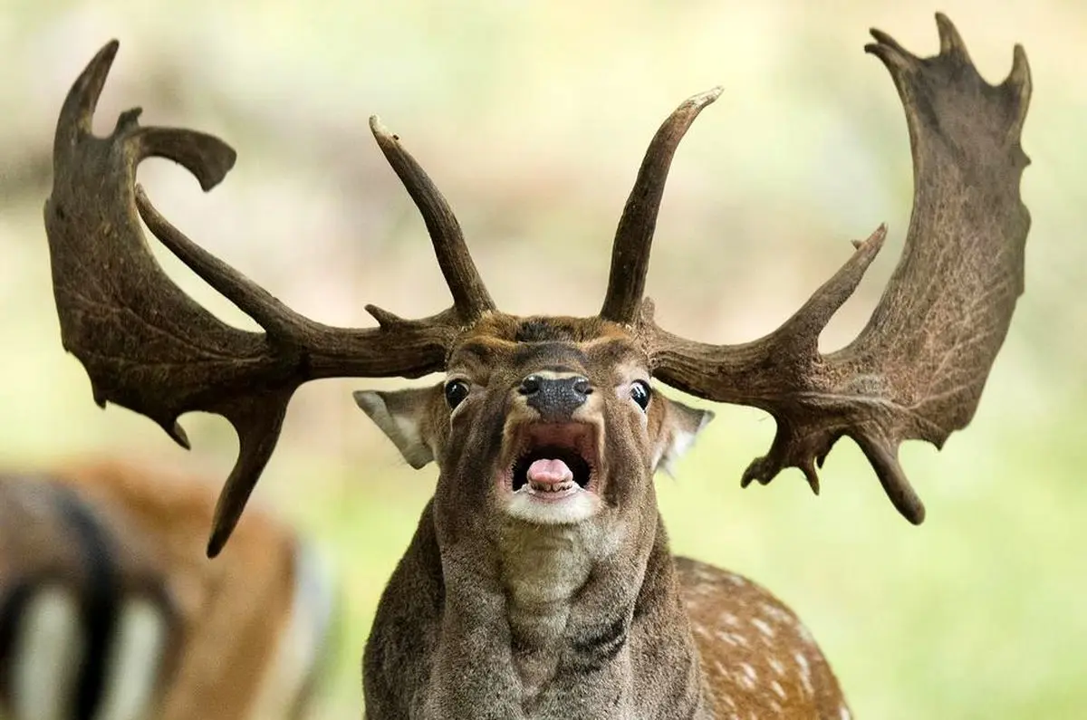 تصویری زیبا از گوزن ایرلندی