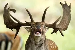 تصویری زیبا از گوزن ایرلندی