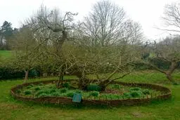 درخت نیوتون را دیده اید/ عکس