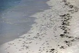 مرگ هزاران ماهی در جزیره کیش + عکس