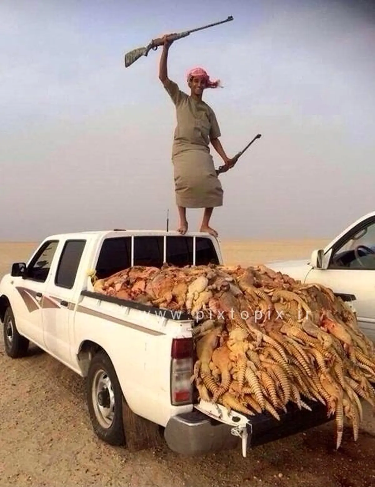 عکس/ شکار سوسمار در عربستان