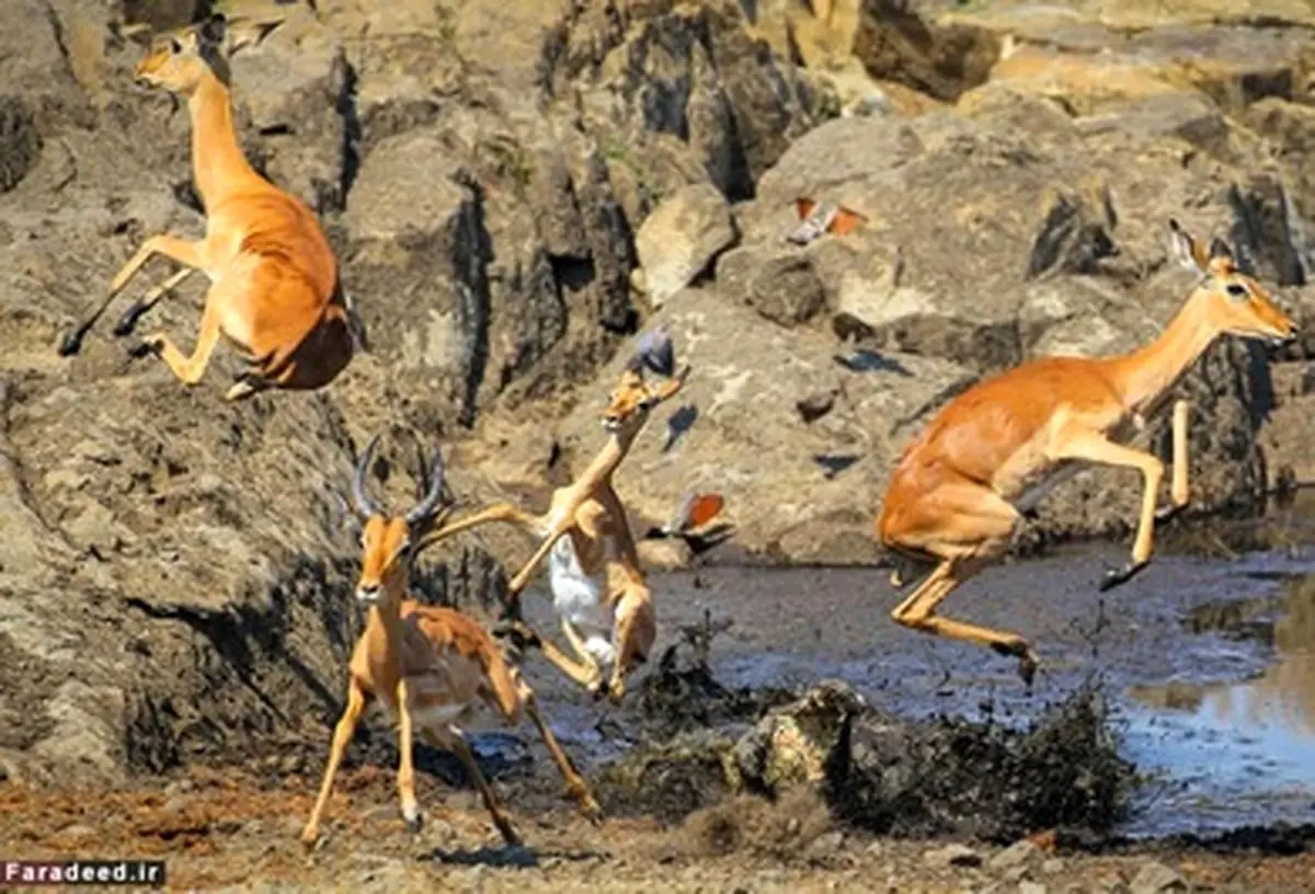 فرار برق آسا از آرواره کروکودیل/تصاویر