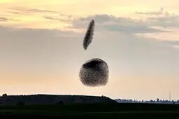 پرواز زیبای دسته‌جمعی سارها/ عکس