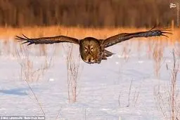 جغد این‌گونه شکار می کند/تصاویر