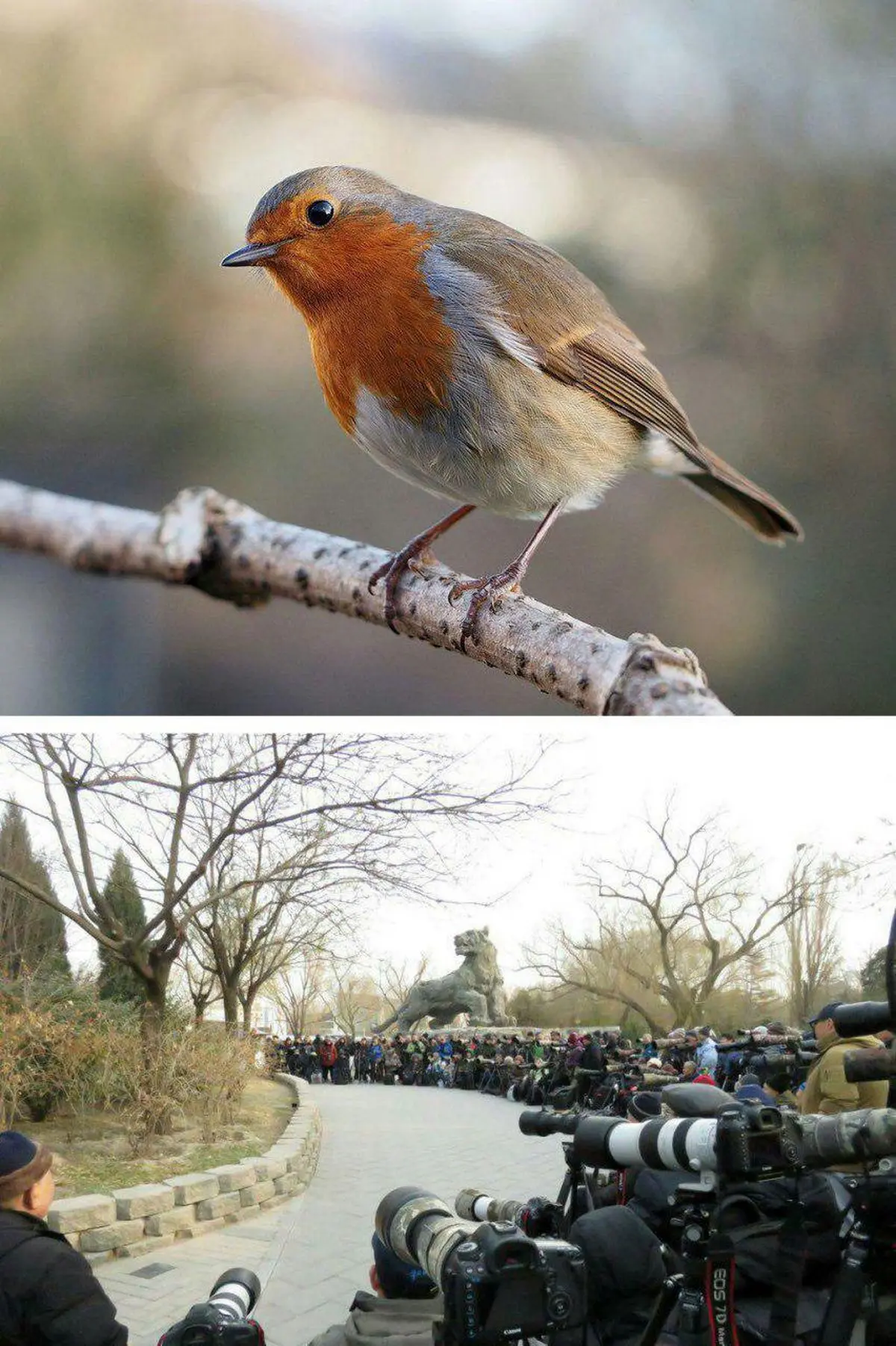 پرنده ای که عکاسان را گِردِ خود جمع میکند/ عکس