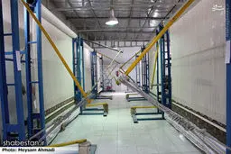 کارگاه بافت فرش عتبات عالیات در کرمان/تصاویر