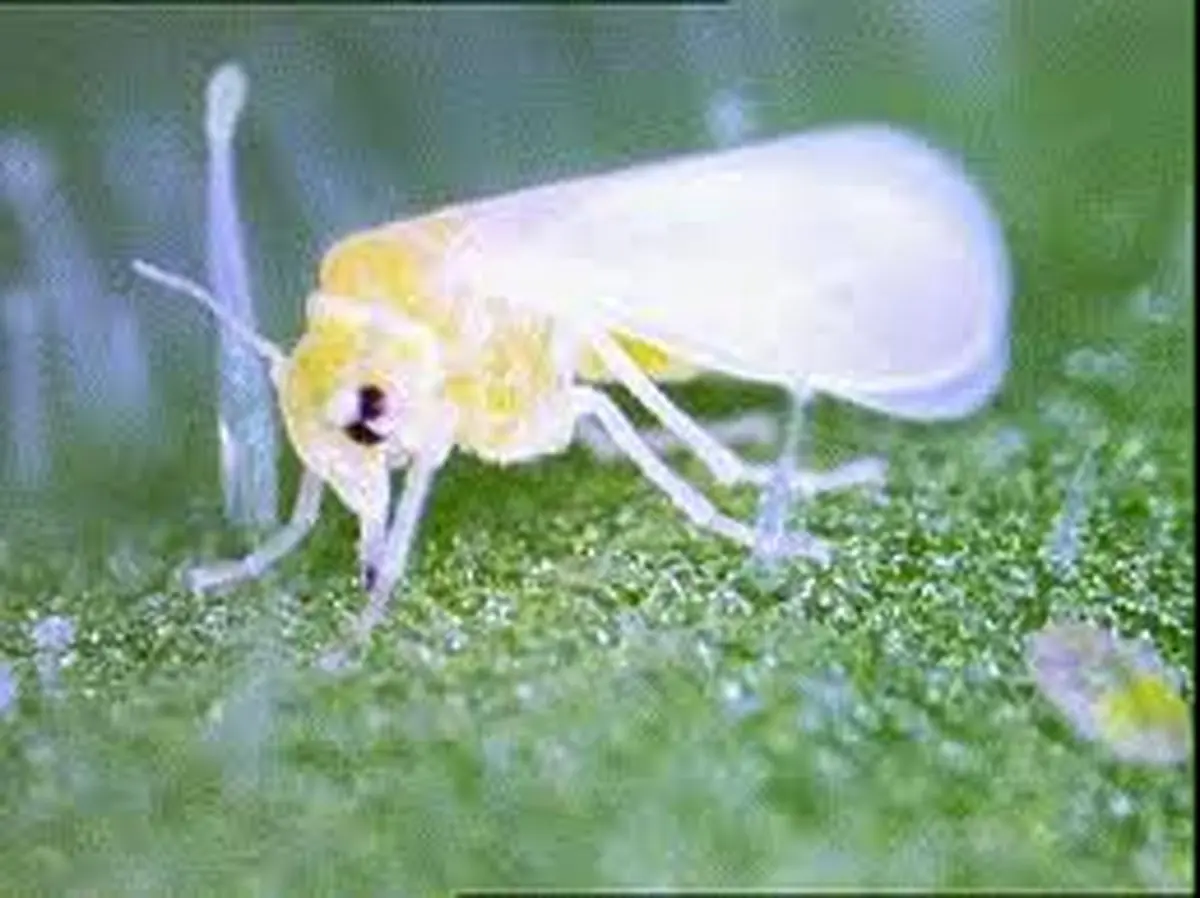 عروس مگس ها وارد تهران شد+ عکس