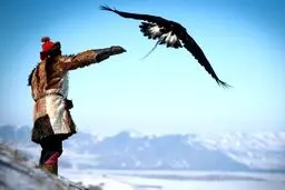 تصاویری از آموزش شکار با عقاب در مغولستان