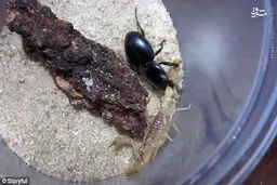 عکس/ نبرد سوسک و عقرب