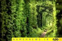 آیا تونل عشق را دیده اید؟/ عکس