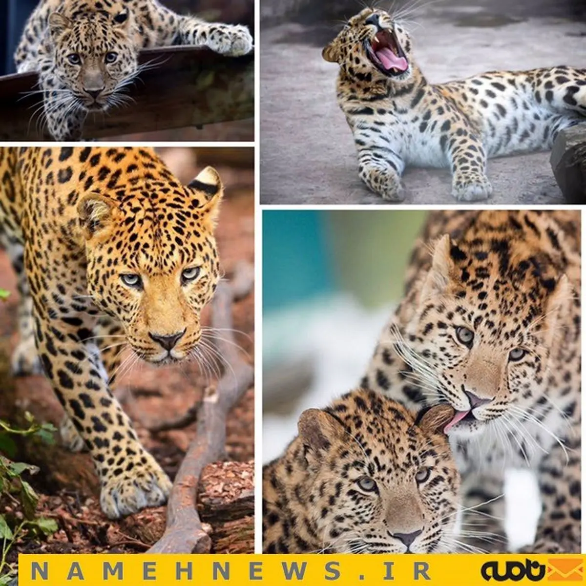 کمیاب ترین گربه سان دنیا را دیده اید؟!!/ عکس