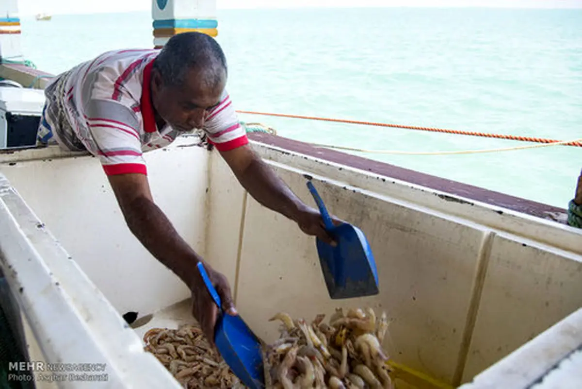 صید میگو در جزیره قشم/تصاویر