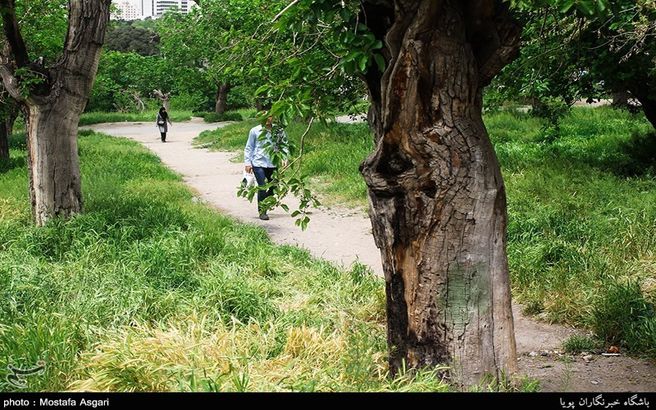 تصویری دلنشین از منطقه ای در شمال تهران