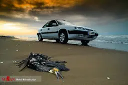 تصاویری از مرگ باکلان های خزری