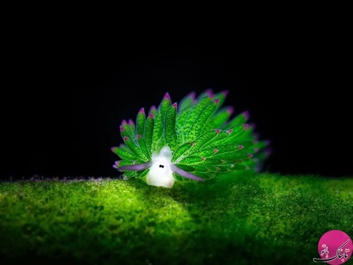 تصاویر شگفت انگیز از گوسفندهای دریایی