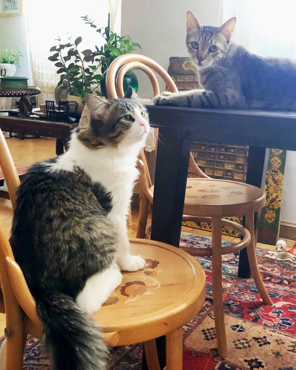 هانیه توسلی دیشب از پسرش رونمایی کرد! + عکس