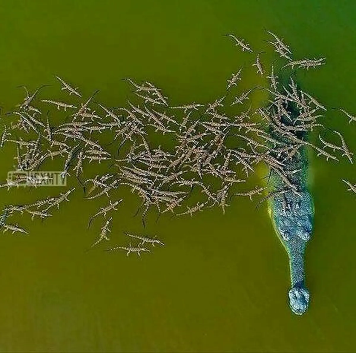 تصویری دیده نشده از تمساح در کنار بچه هایش / عکس