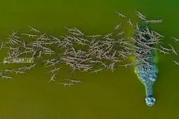 تصویری دیده نشده از تمساح در کنار بچه هایش / عکس