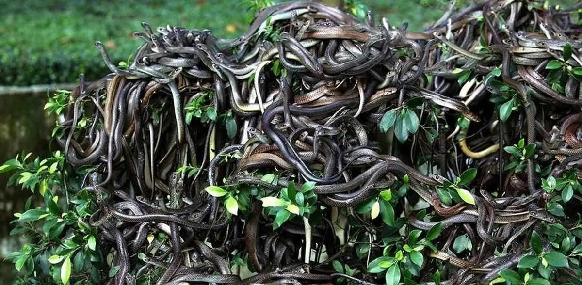 تصاویری ترسناک و هیجان انگیز از جزیره مارها در برزیل