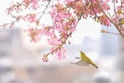 پرنده و شکوفه‌های بهاری در عکس روز نشنال جئوگرافیک/عکس