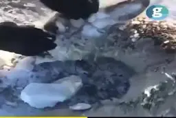 یخ بستن حیوانات در دمای منفی 51 در قزاقستان+فیلم