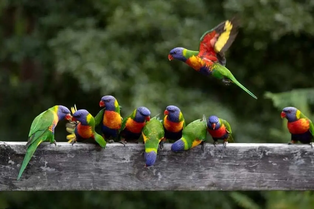 عکسی منتخب از طوطی‌های رنگین کمانی