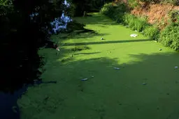 آزولا رودخانه های آستارا را بلعید! + عکس