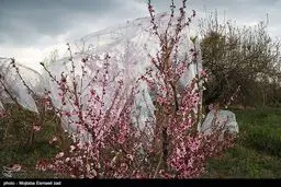 عکس / محافظت باغات از سرمای بهاری