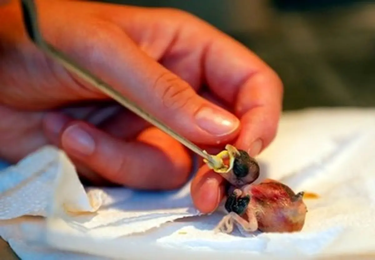 بهترین های حیات وحش در هفته ای که گذشت/تصاویر