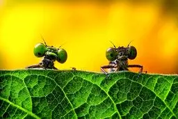 تصاویری دیدنی از مسابقه عکاسی «دنیای پنهان» حیوانات و گیاهان