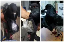 کبوتر قاچاقچی دستگیر شد/عکس