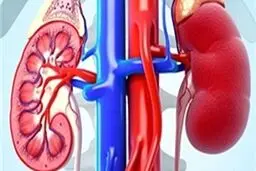 9 عادت غلط که به کلیه‌هایتان آسیب می‌زند
