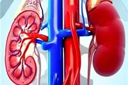 9 عادت غلط که به کلیه‌هایتان آسیب می‌زند