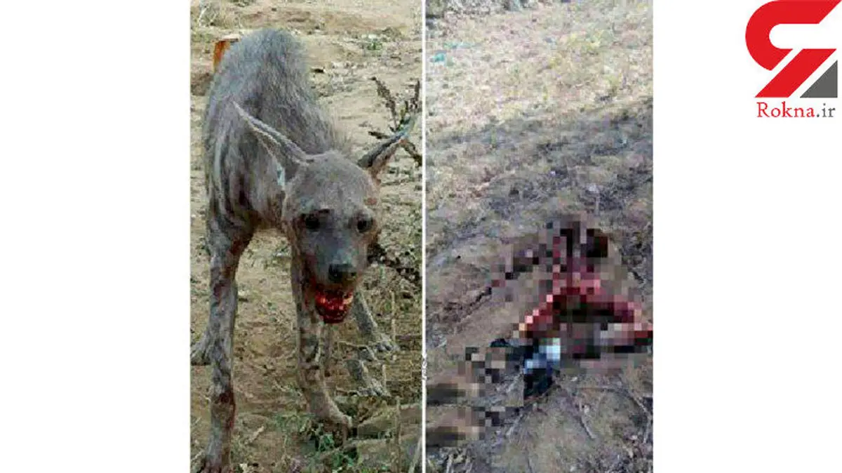 تصویر وحشتناک از تکه تکه شدن شهروند زنجانی توسط گرگ گرسنه! + عکس