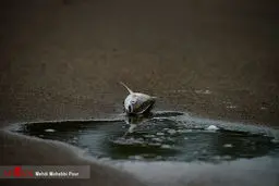 تصاویری ناراحت کننده از خشک شدن دریاچه عباس آباد