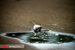 تصاویری ناراحت کننده از خشک شدن دریاچه عباس آباد