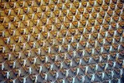 وقتی چینی‌ها دسته جمعی هنرمند می شوند + تصاویر