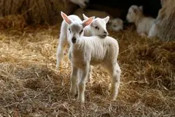 تصاویر برتر حیوانات در سال 2015