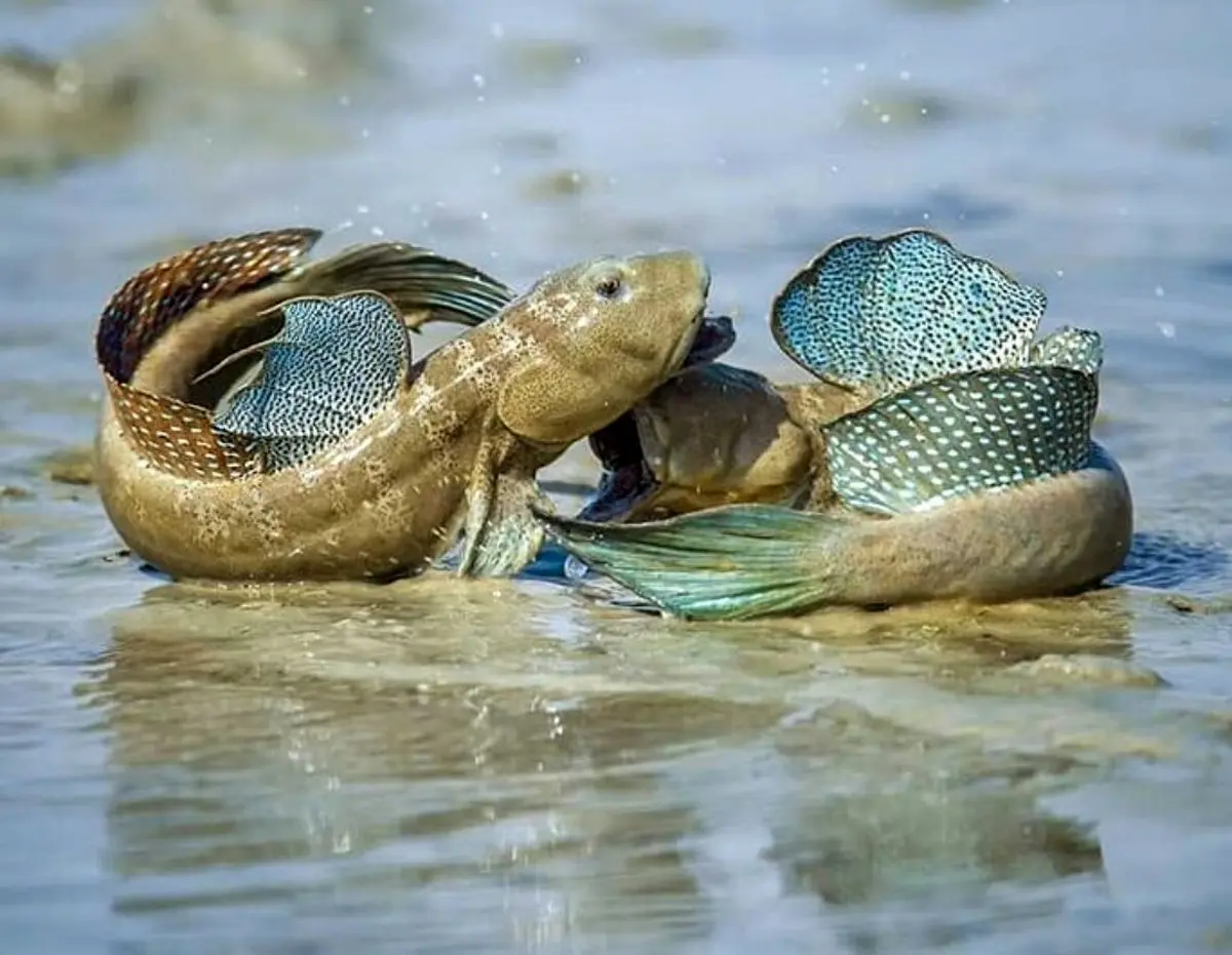 نمایی زیبا از نبرد گل‌خورک‌ها؛ خلیج فارس/عکس