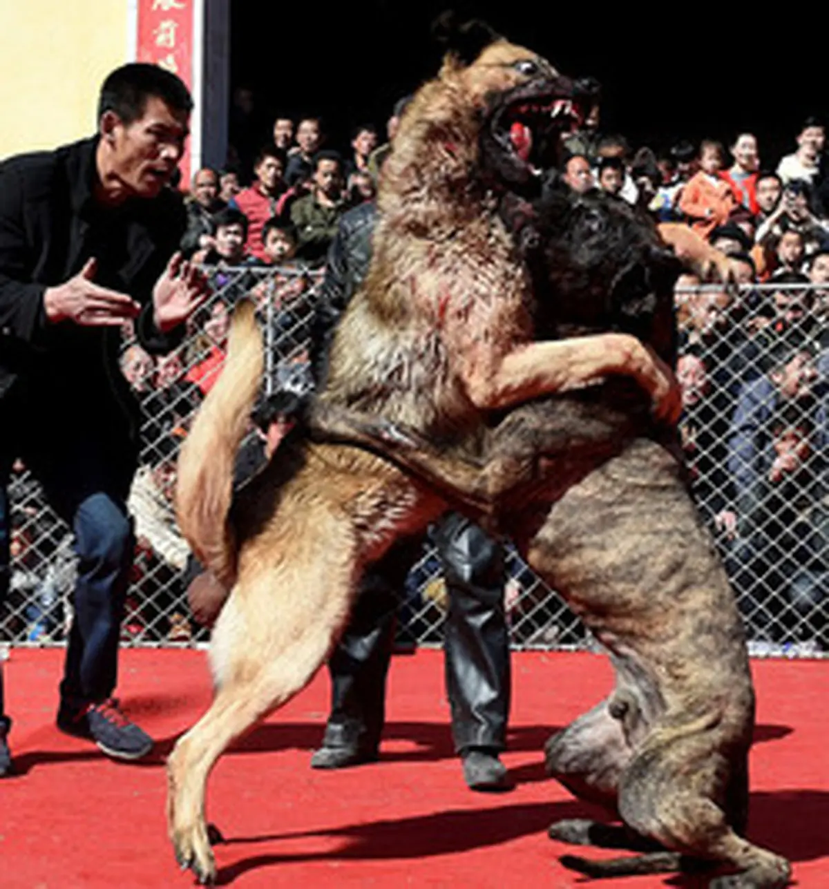 جشن بهار با نبرد خونین سگ‌ها/تصاویر