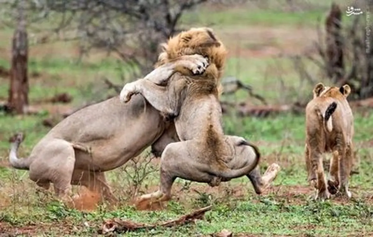 نبرد دو شیر نر برای تصاحب ماده شیر!/تصاویر