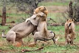 نبرد دو شیر نر برای تصاحب ماده شیر!/تصاویر