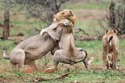 نبرد دو شیر نر برای تصاحب ماده شیر!/تصاویر