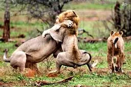 نبرد دو شیر نر برای تصاحب ماده شیر!/تصاویر