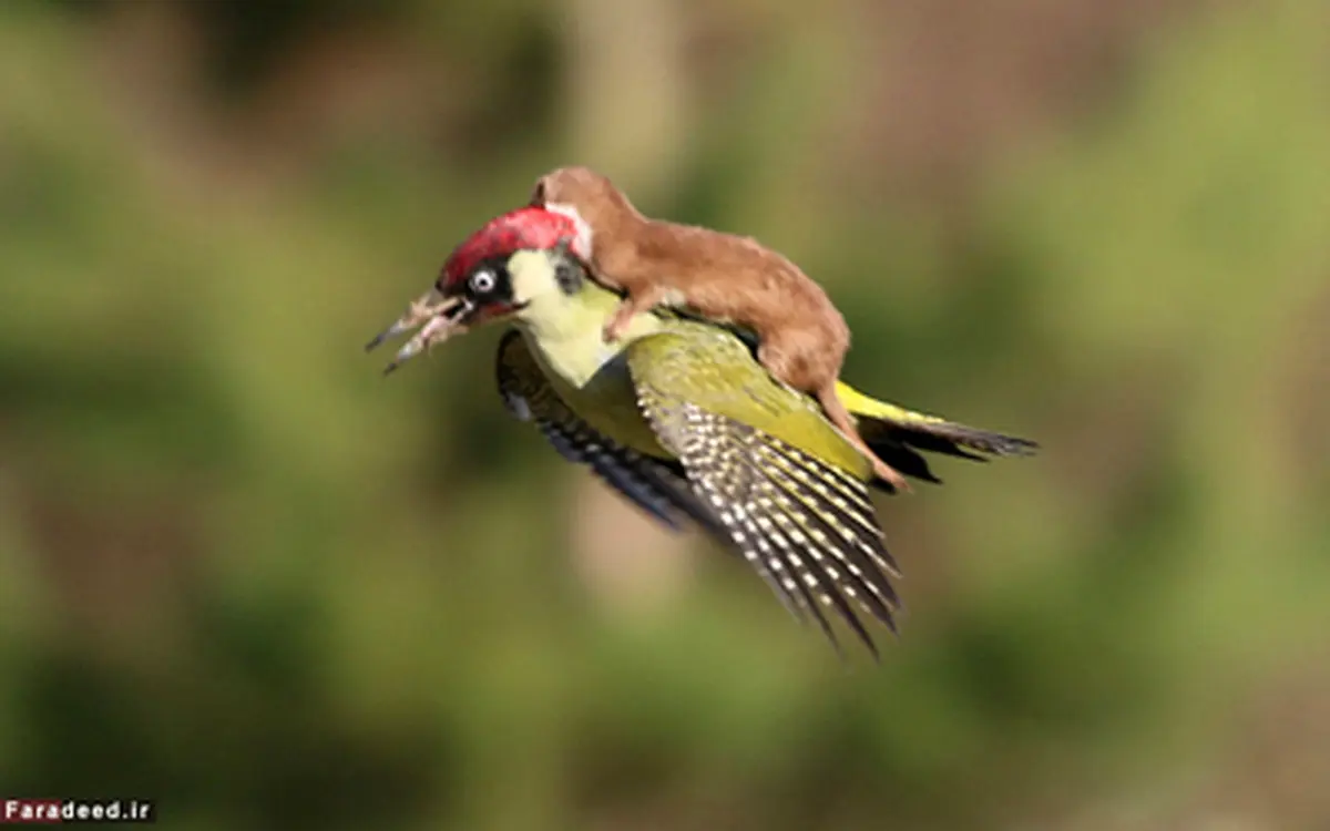 تصاویری زیبا از برترین‌های 2015 حیات‌وحش