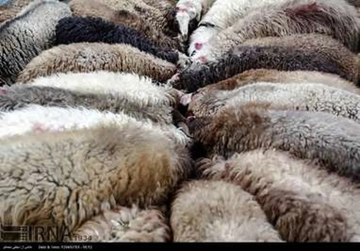 عرضه دام عید قربان/تصاویر