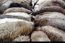 عرضه دام عید قربان/تصاویر